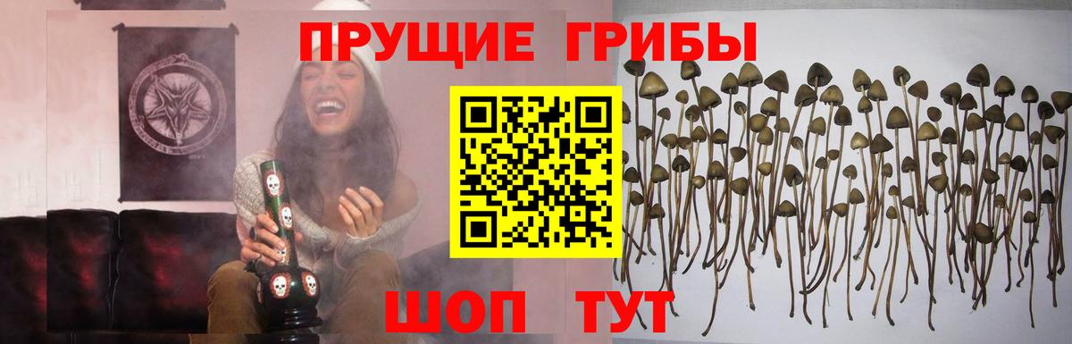 Псилоцибиновые грибы Psilocybe  Вход с VPN  Звенигород  Галлюциногенные грибы Cubensis 